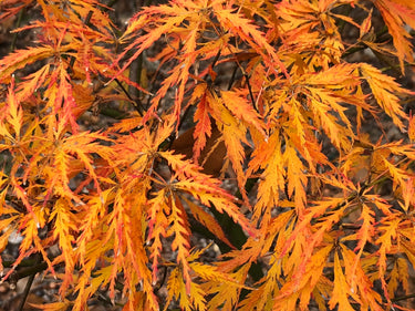 Acer palmatum 'Ruby Lace' Dwarf Japanese Maple